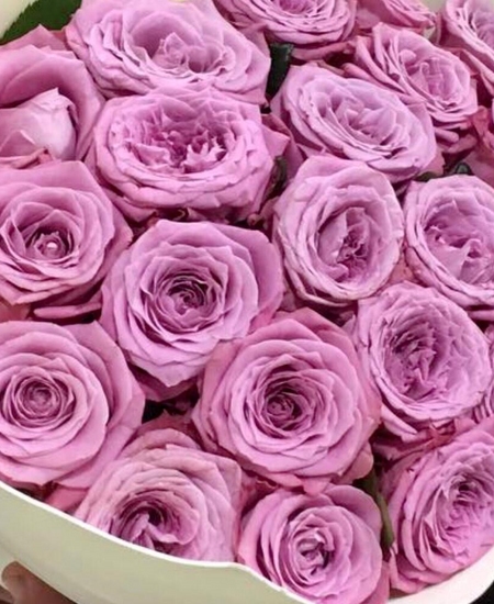 21 фиолетовая роза (50 см)
