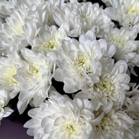 Букет из 21 белой кустовой хризантемы