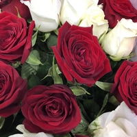 45 красно-белых роз Эквадор 50 см