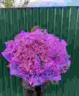 Букет из 25 фиолетовых гипсофил