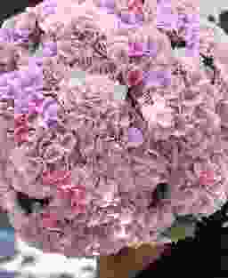 Букет из 25 розовых гортензий
