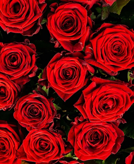 35 красных роз Россия (70 см)