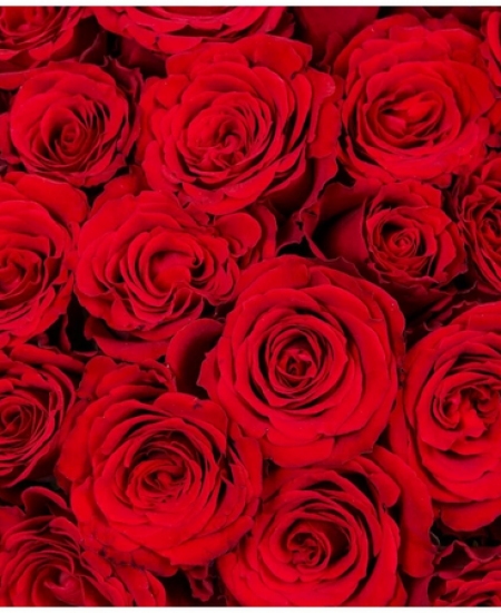 Букет из 121 красной розы 70 см