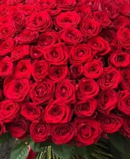 Букет из 151 красной розы 70 см