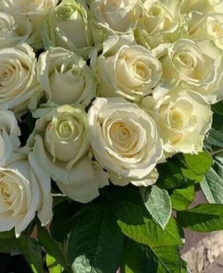 31 белая роза Россия (70 см)