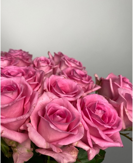 21 розовая роза Россия (70 см)