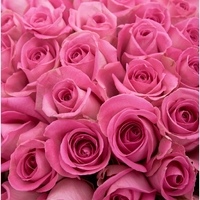 Букет из 75 розовых роз 70 см