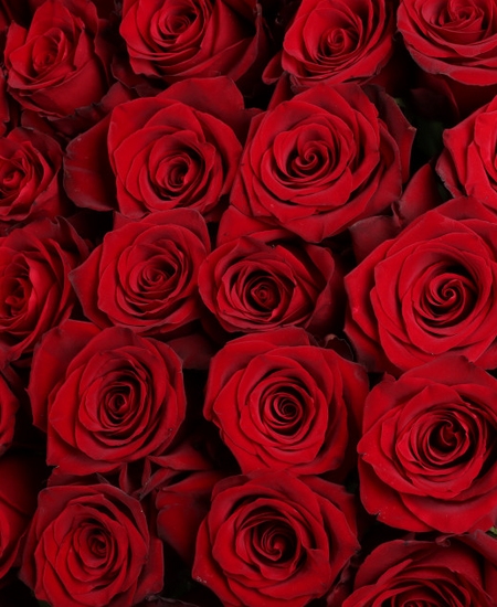 35 красных роз (90 см)