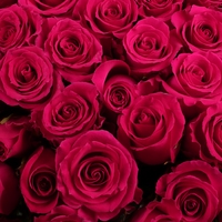 Букет из 55 розовых роз 70 см