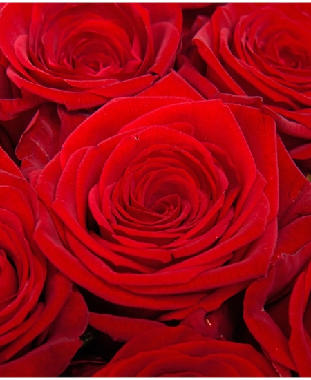 Букет из 9 красных роз 60 см