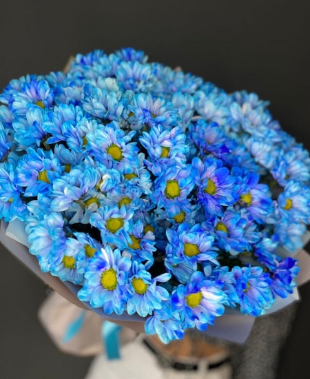 11 синих кустовых хризантем
