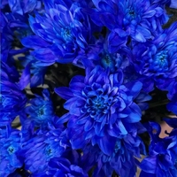 5 синих кустовых хризантем