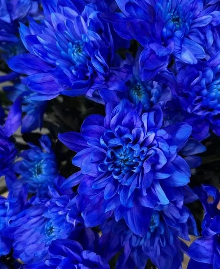 5 синих кустовых хризантем