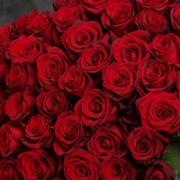 45 красных роз Эквадор 70 см