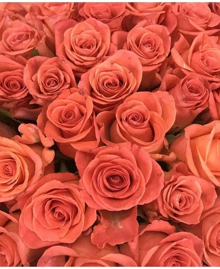 55 оранжевых роз Эквадор 40 см