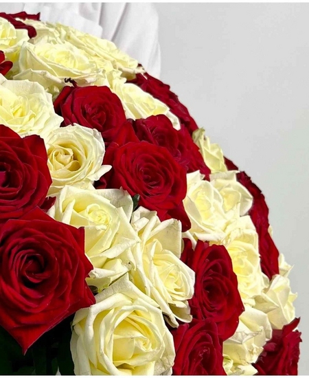 55 красно-белых роз Эквадор 50 см