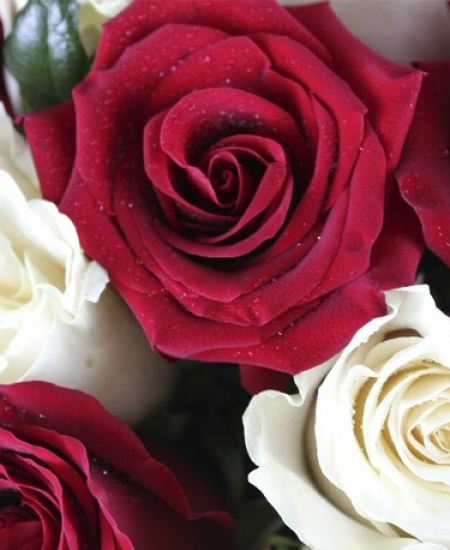 55 красно-белых роз Эквадор 60 см