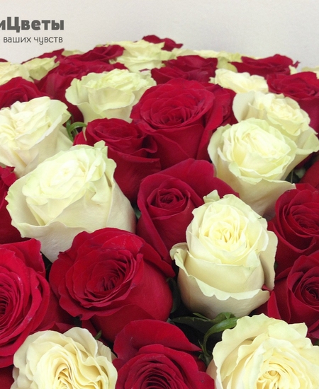 101 красно-белая роза (60 см)