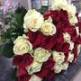 51 красно-белая роза (60 см)