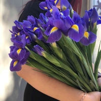 Цветок ирис поштучно и в букетах выбирайте на нашем сайте Дари Цветы