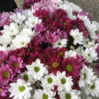 Хризантема кустовая в букетах с доставкой по Челябинску от салона цветов Дари Цветы