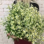 Букеты из ромашек с доставкой в Челябинске от салона студии цветов Дари Цветы
