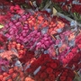Кенийская роза разных цветов и оттенков смотрите на нашем сайте