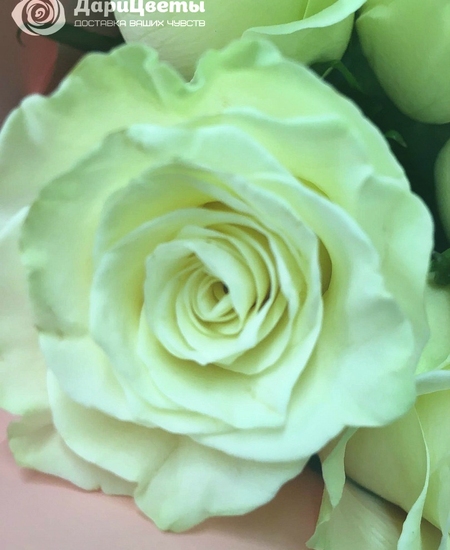 15 белых роз (50 см)