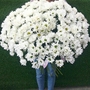 Букеты из хризантем от салона цветов Дари Цветы