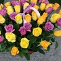 Цветочная корзина из 65 разноцветных Эквадорских роз высотой 40 см. Яркие микса не оставят равнодушным никого вокруг. 