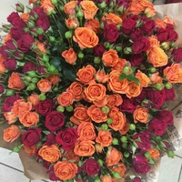 25 кустовых роз (60 см)