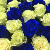 25 сине-белых роз (60 см)