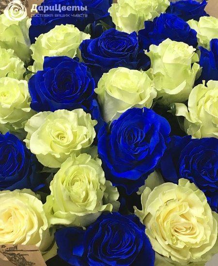 25 сине-белых роз (60 см)