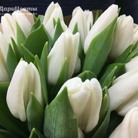 Букет 25 белых тюльпанов