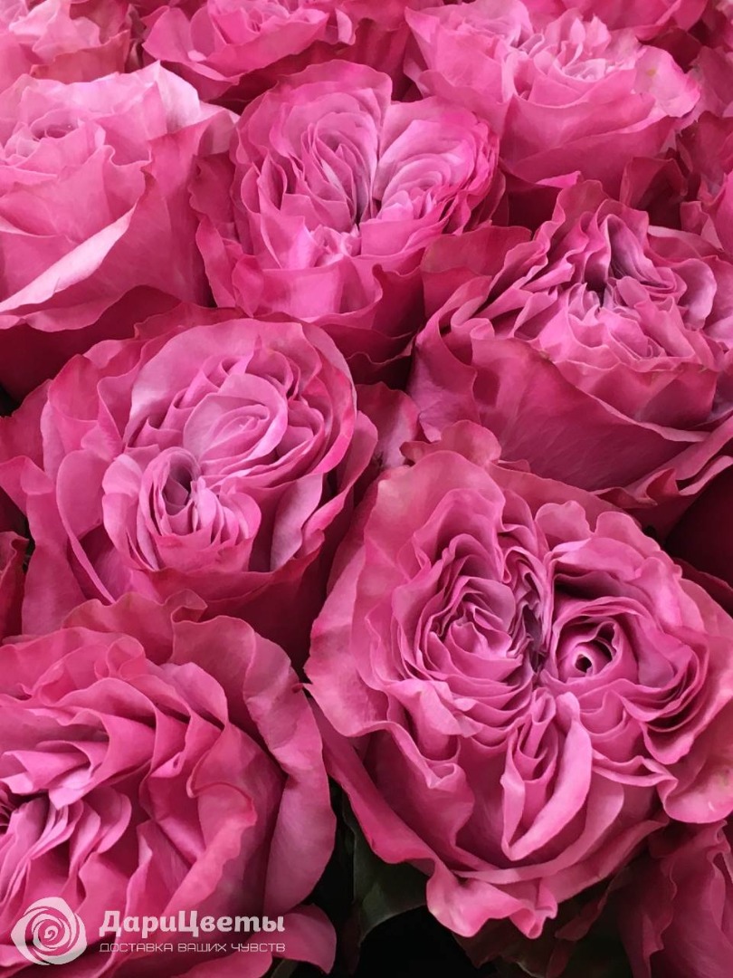 Букеты из 25 роз