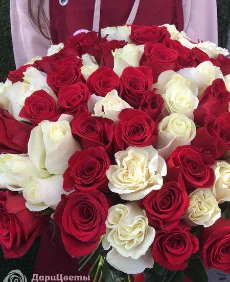 101 красно-белая роза (50 см)